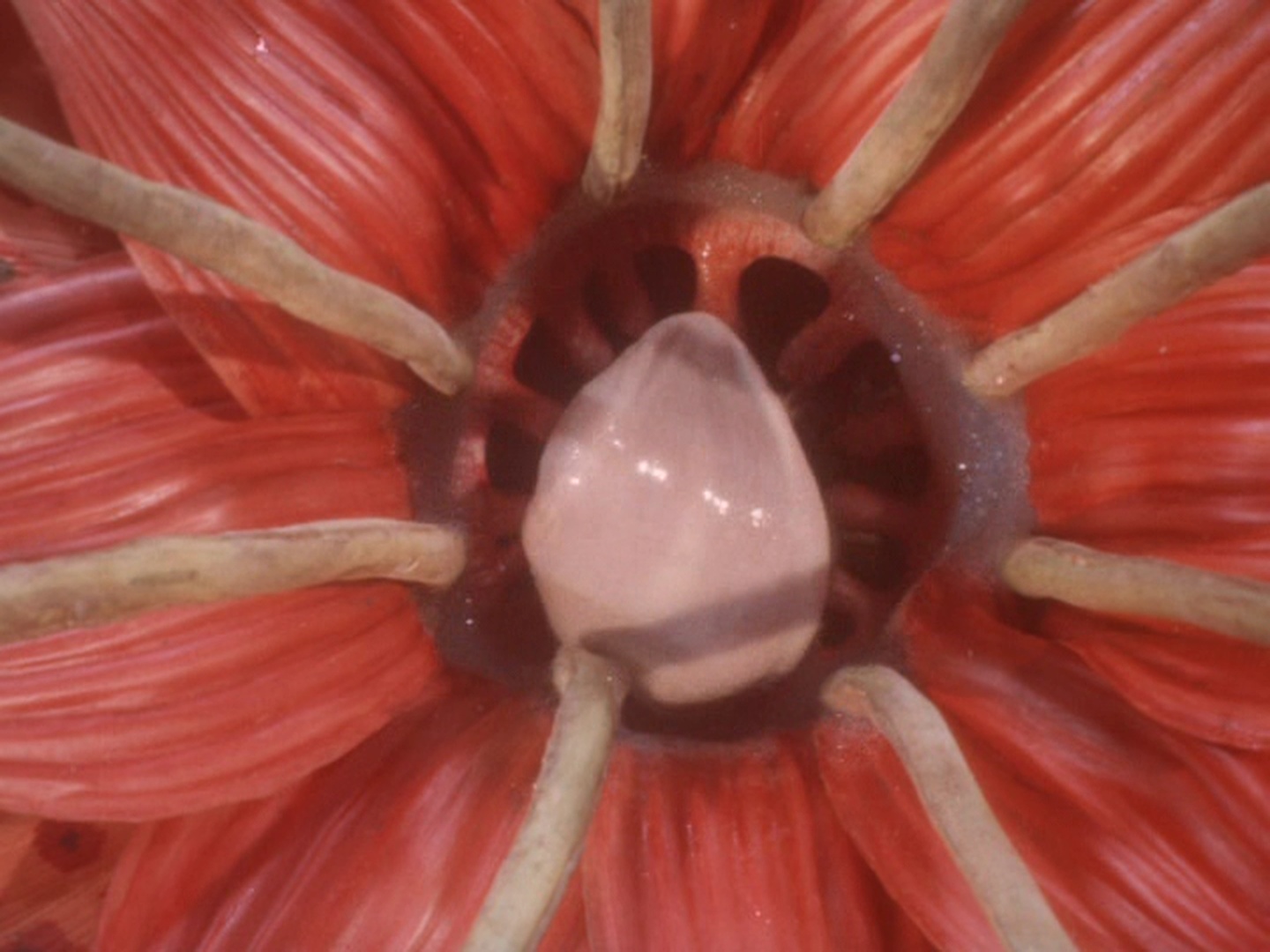 Cinema Prestige (frame 130503)