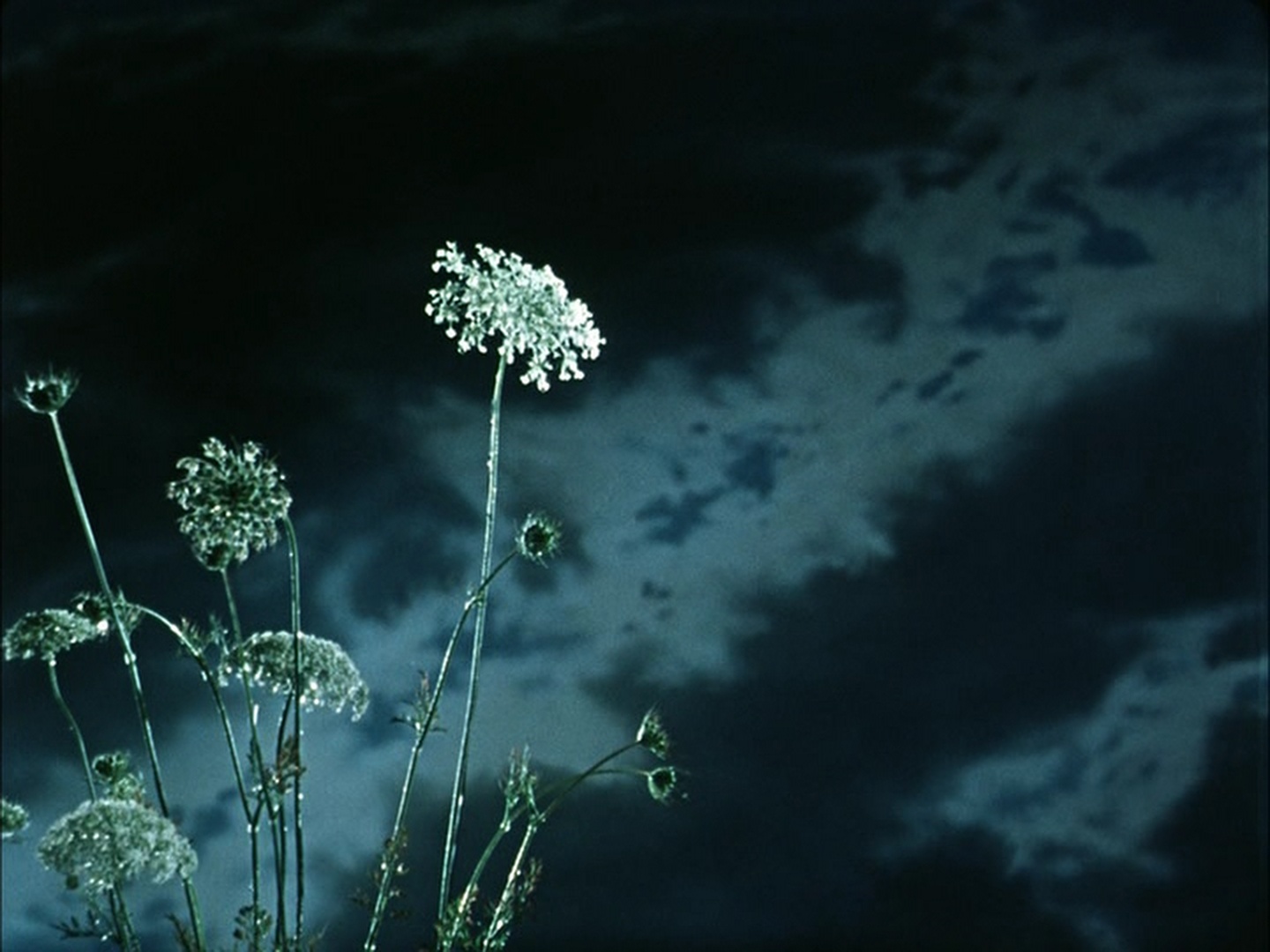 Track Media / Sinister Film (frame 4239)