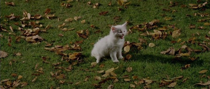 IIF Home Video / 01 Distribution (frame 55367)
