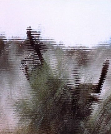 Frame 38502