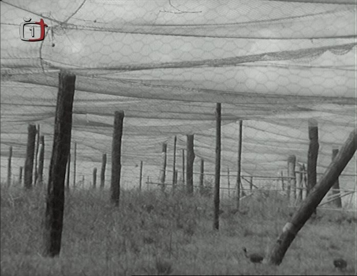 ČT1 DVB (frame 42447)