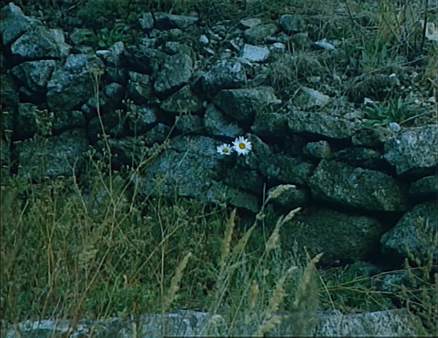 Slovak Film Institute (frame 105293)