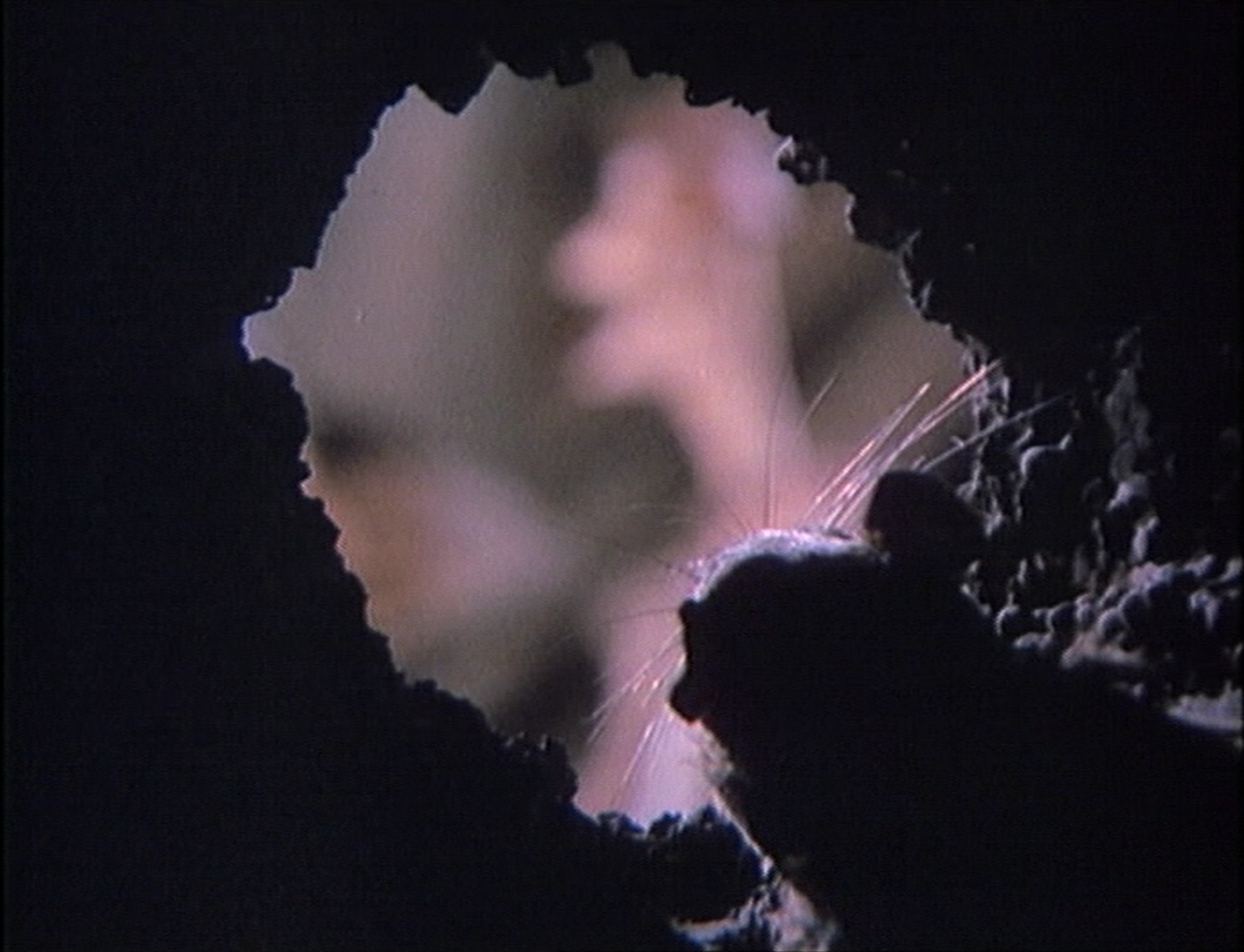 Les Films du Paradoxe (frame 18420)