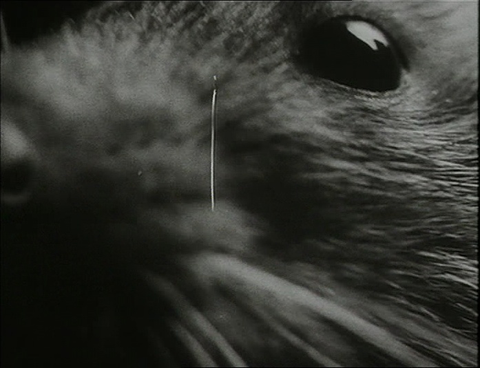BFI (frame 6077)