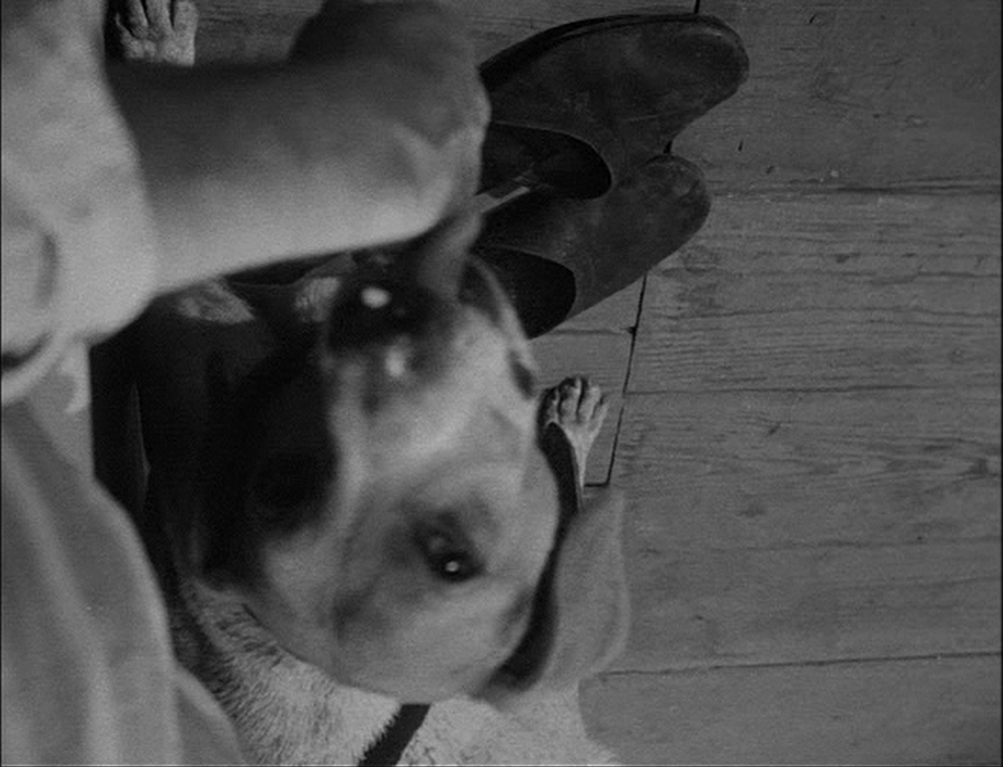 Criterion Collection (frame 40599)
