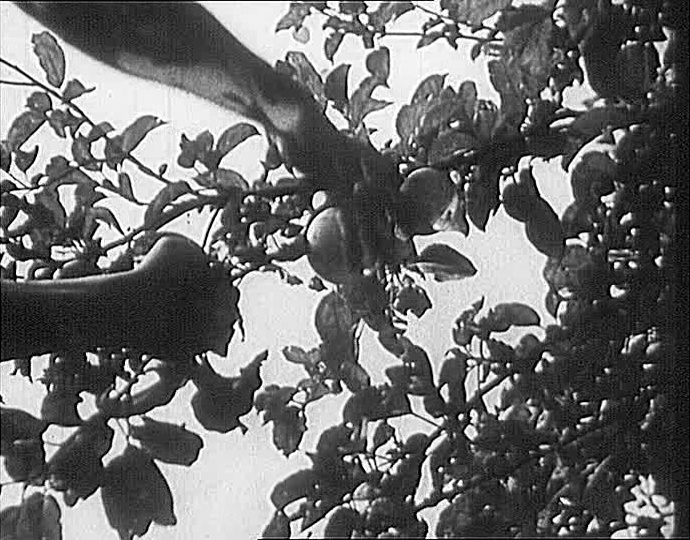 Filmexport Home Video (frame 12403)