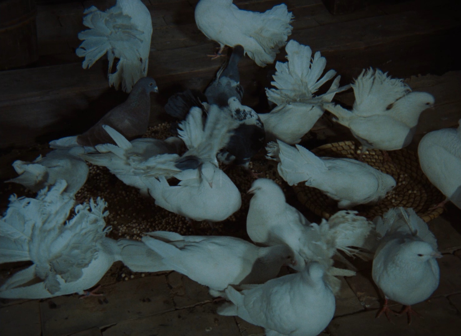 Bohemia Motion Pictures / Blu-ray (frame 16665)