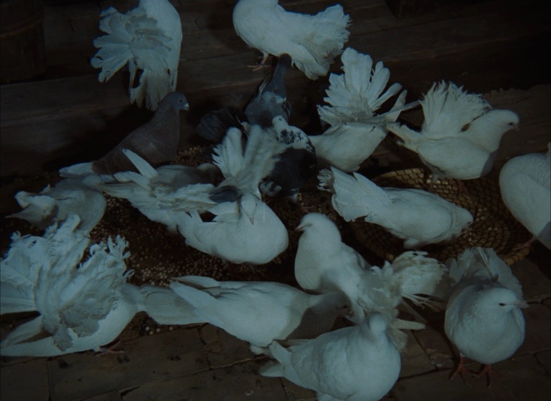 Bohemia Motion Pictures / Blu-ray (frame 16665)