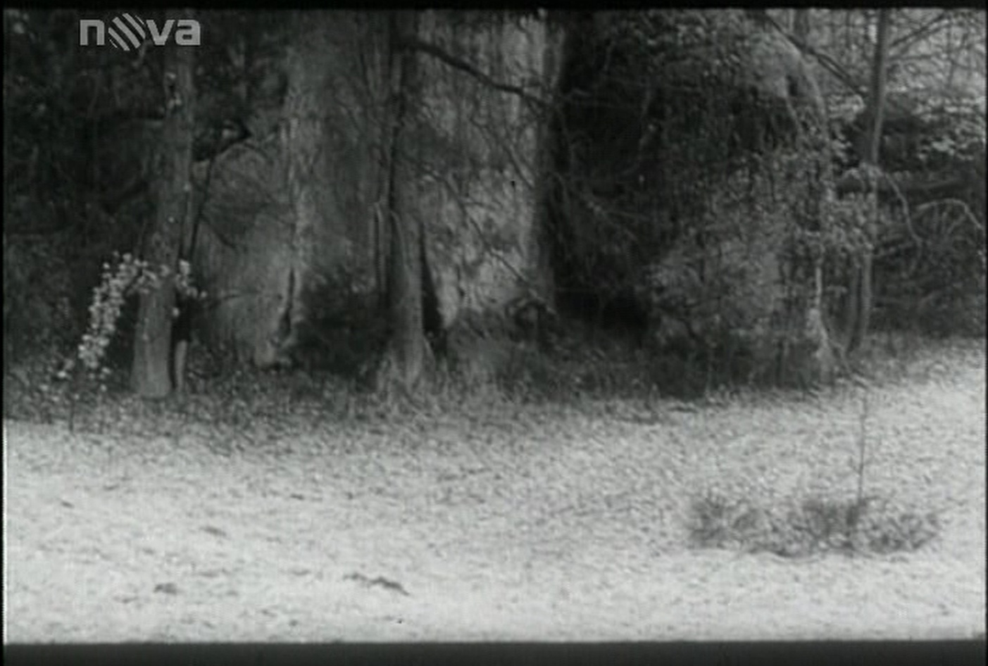 TV Nova DVB (frame 36368)
